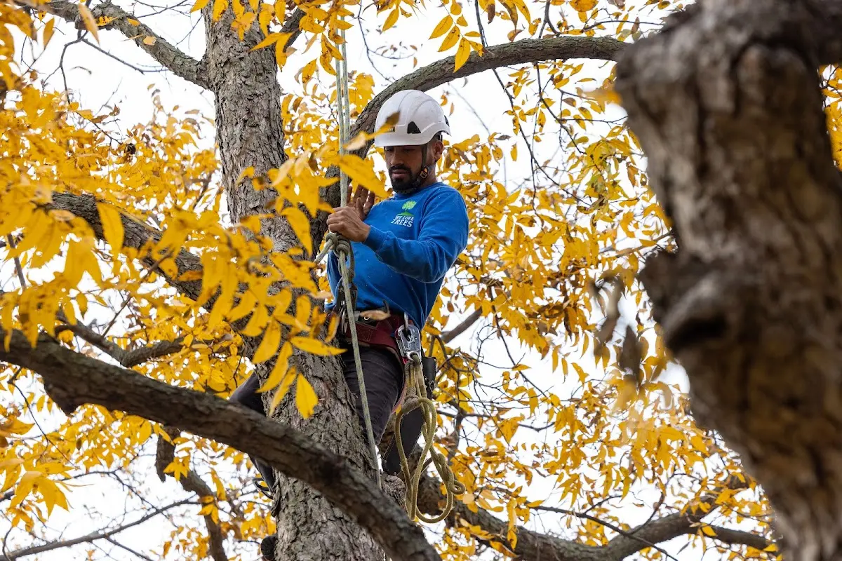 Skilled Emergency Tree Service crew working in Columbia