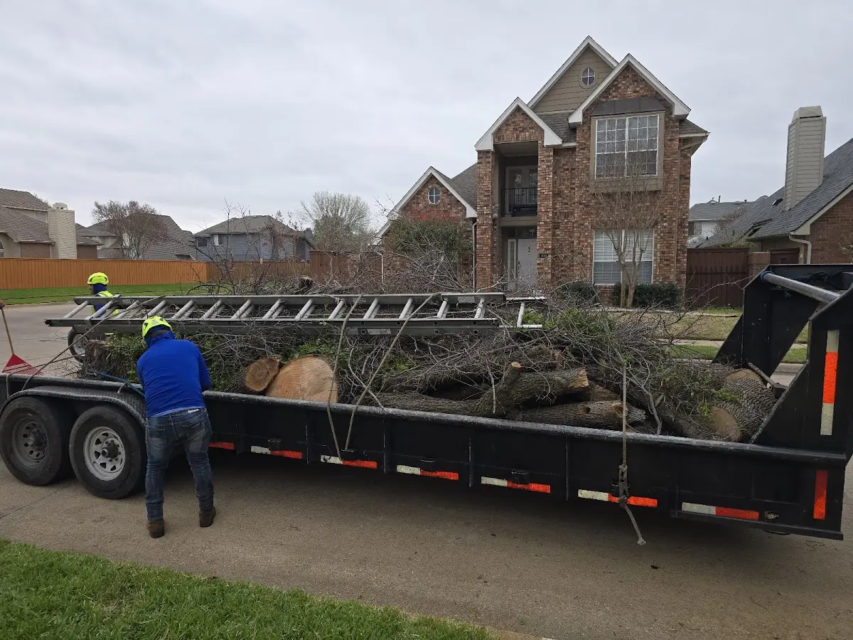 Expert Tree Removal with proper safety equipment in Columbia